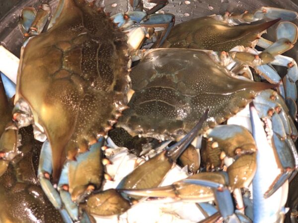 Steamed Blue Crabs – Miss-Lou Cooking